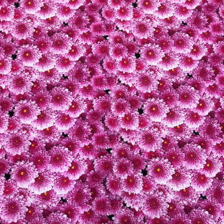 Кулирная гладь с лайкрой Пенье Диджитал 1-332/6117682ЛР