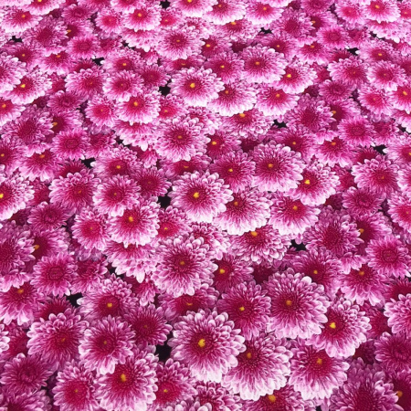 Кулирная гладь с лайкрой Пенье Диджитал 1-332/6117682ЛР